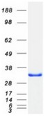 SDS-PAGE (PPP1R2-3291H).jpg